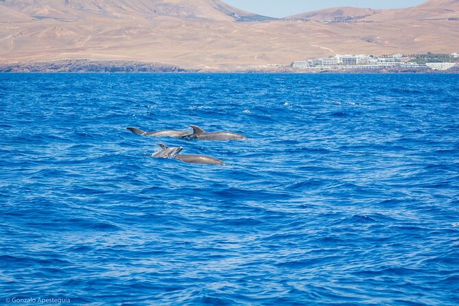 Whale & Dolphin Observation on Silent Catamaran with Hydrophone - Practical details that can improve your morning