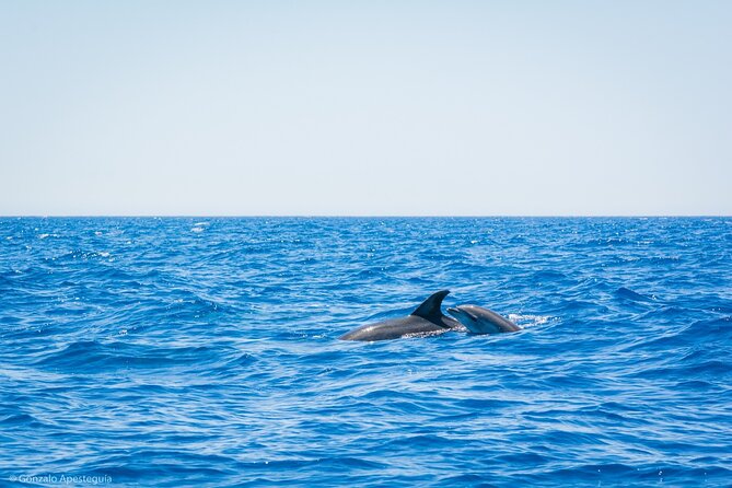 Whale & Dolphin Observation on Silent Catamaran with Hydrophone - The hydrophone is a special feature, with an important condition