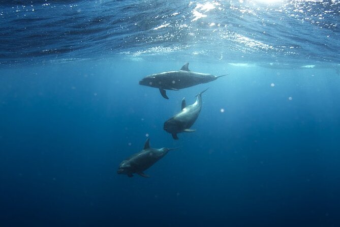 Whale & Dolphin Watching in Tenerife (Puerto Colon) On a Large Catamaran - Anchoring in a small bay