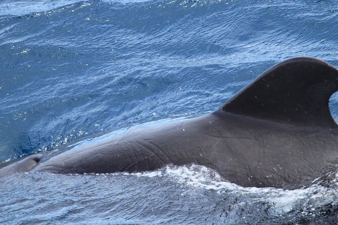 Whale & Dolphin Watching in Tenerife (Puerto Colon) On a Large Catamaran - Food and the included open bar