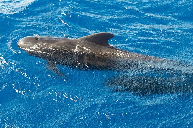 Whale & Dolphin Watching in Tenerife (Puerto Colon) On a Large Catamaran - Who will enjoy this catamaran most