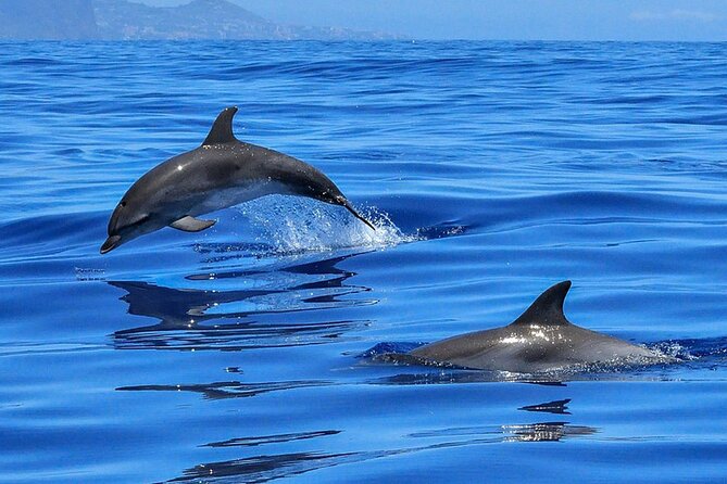 Whale & Dolphin Watching in Tenerife (Puerto Colon) On a Large Catamaran - Timing, weather, and cancellation rules