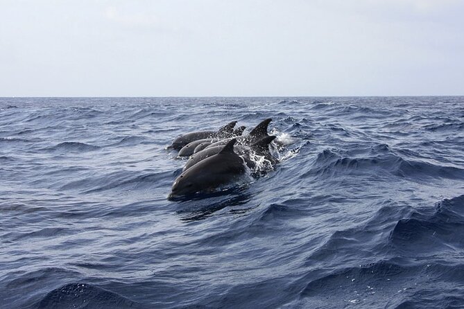 Whale & Dolphin Watching in Tenerife (Puerto Colon) On a Large Catamaran - Why the wildlife section is worth your time