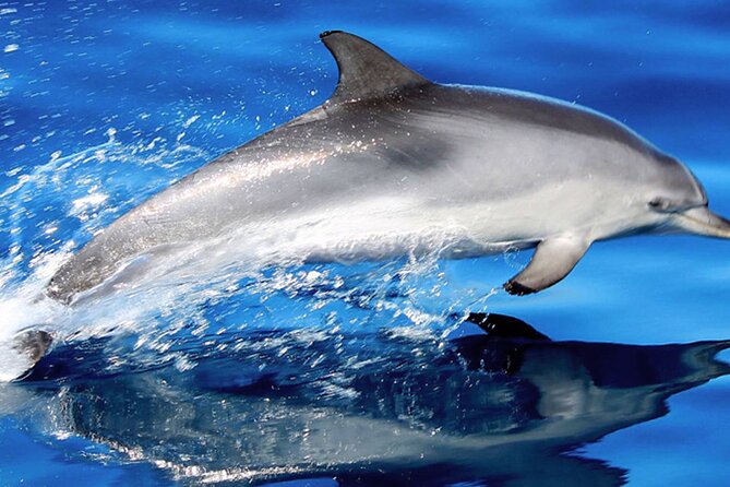 Whale & Dolphin Watching With Mustcat Virgin Coast Trip On a Large Catamaran - Key Points Before You Book