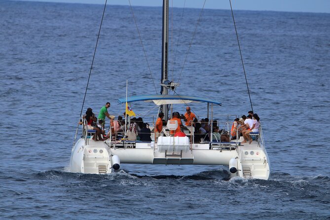 Whale & Dolphin Watching With Mustcat Virgin Coast Trip On a Large Catamaran - Searching the Waters for Whales and Dolphins