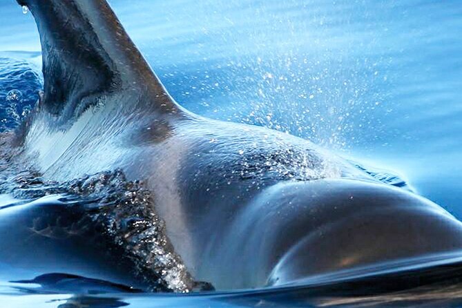 Whale & Dolphin Watching With Mustcat Virgin Coast Trip On a Large Catamaran - Food and the Open Bar
