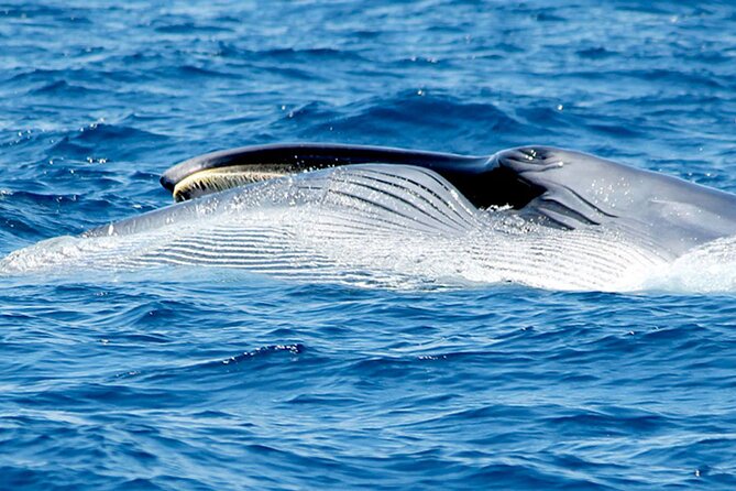 Whale & Dolphin Watching With Mustcat Virgin Coast Trip On a Large Catamaran - Is $58.17 Good Value?