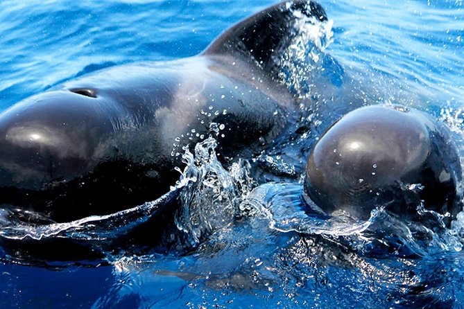 Whale & Dolphin Watching With Mustcat Virgin Coast Trip On a Large Catamaran - Booking, Weather, and Meeting Details