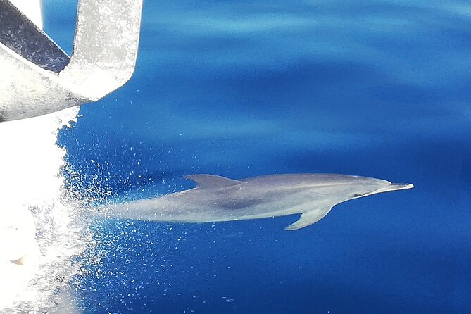Whale & Dolphin Watching With Mustcat Virgin Coast Trip On a Large Catamaran - What the Wildlife Information Adds