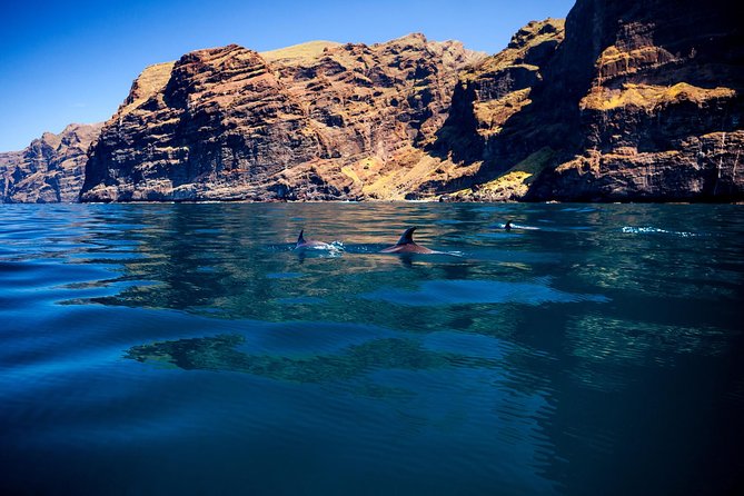 Whale watching and listening Eco-Catamaran Tour with Food Tasting - Sandwiches, drinks, and deck time
