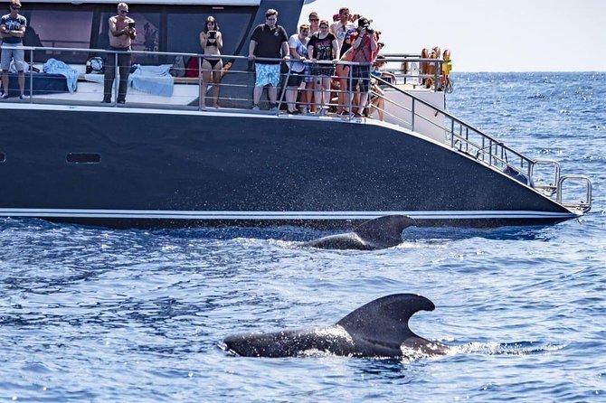 Whale Watching Catamaran in Costa Adeje (Including drinks & Sandwich) - Key points to know before you sail