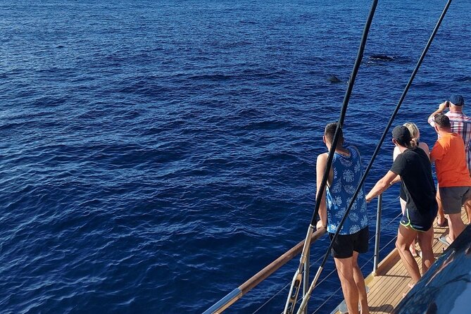 Whale Watching Catamaran in Costa Adeje (Including drinks & Sandwich) - Leaving Costa Adeje on a large catamaran
