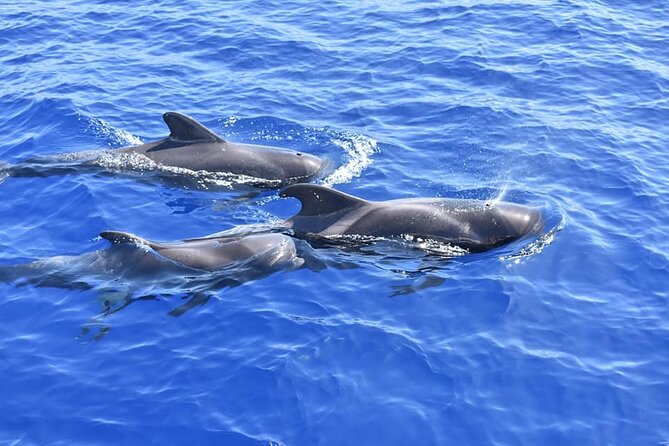 Whale Watching Catamaran in Costa Adeje (Including drinks & Sandwich) - What the three-hour schedule feels like