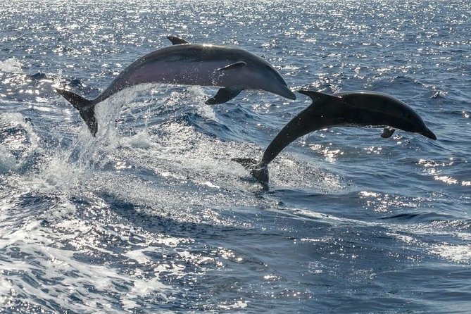 Whale Watching Catamaran in Costa Adeje (Including drinks & Sandwich) - Pickup from the south of Tenerife