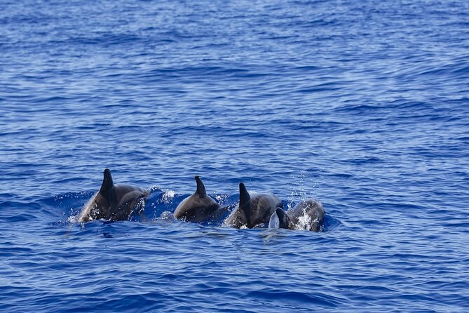 Whale Watching in Trincomalee by Catamaran cruise - An early start from Dutch Bay