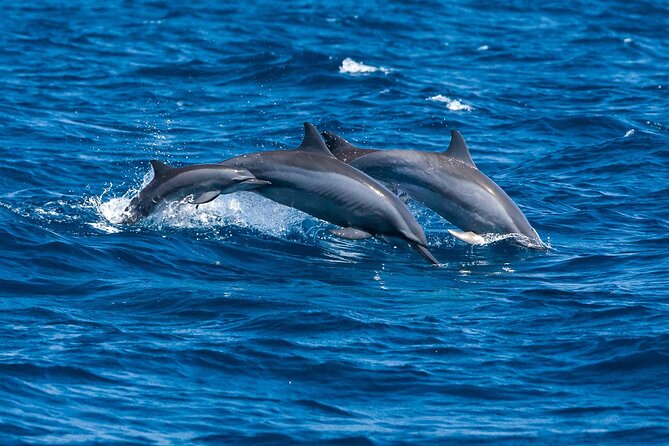 Whale Watching in Trincomalee by Catamaran cruise - Weather, cancellation, and booking advice