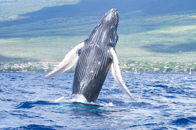 Whale Watching Tour on a Charming Hawaiian Catamaran From Maalaea - Key things to know before boarding