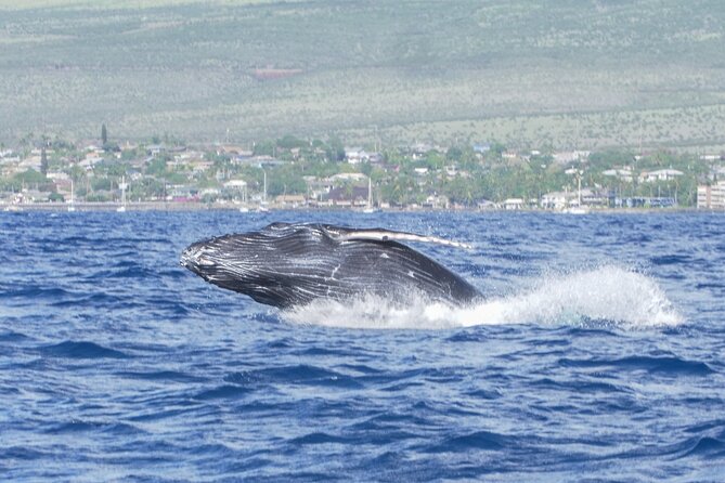Whale Watching Tour on a Charming Hawaiian Catamaran From Maalaea - Snacks, drinks, and comfort aboard Winona