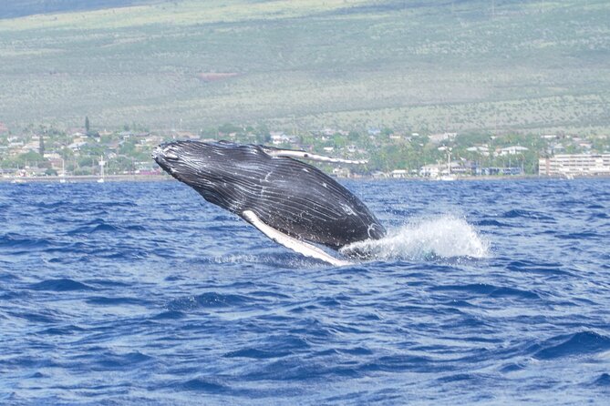 Whale Watching Tour on a Charming Hawaiian Catamaran From Maalaea - How the crew handles safety and the whales