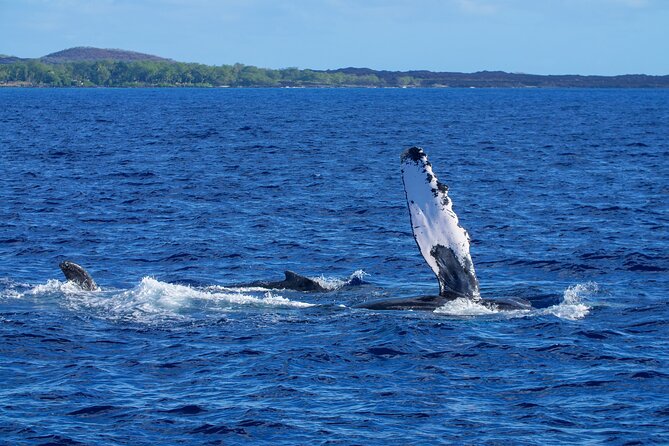 Whale Watching Tour on a Charming Hawaiian Catamaran From Maalaea - Is $85 a good value?