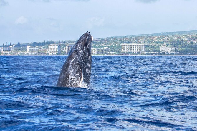 Whale Watching Tour on a Charming Hawaiian Catamaran From Maalaea - Timing, weather, and the best fit